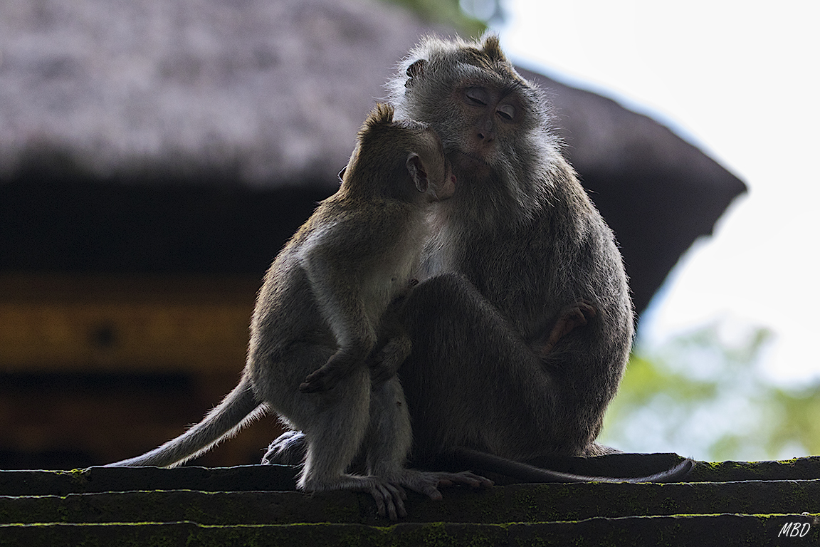 El bosque de los monos