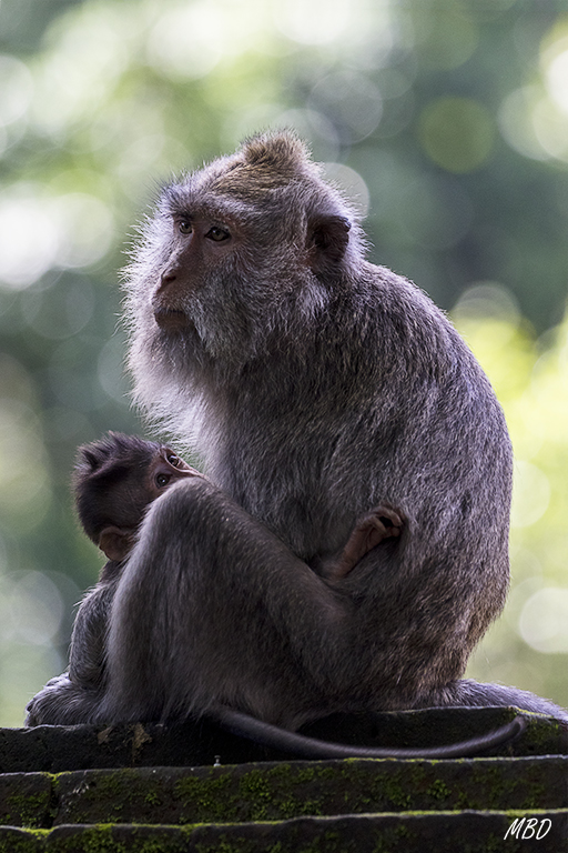El bosque de los monos