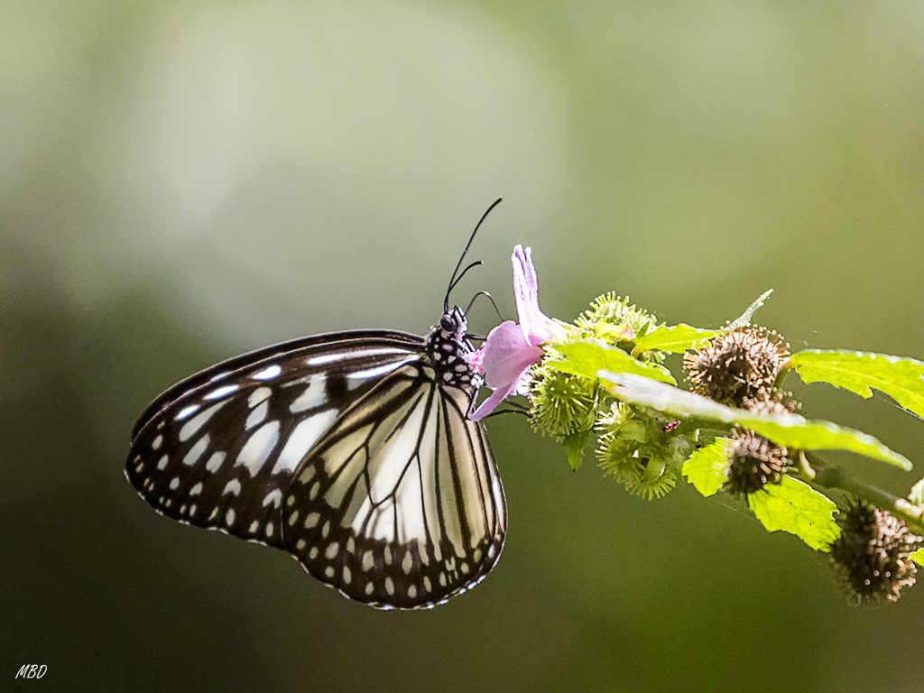 El bosque de los monos