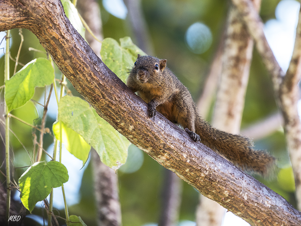 Esta ardilla no me quitaba ojo