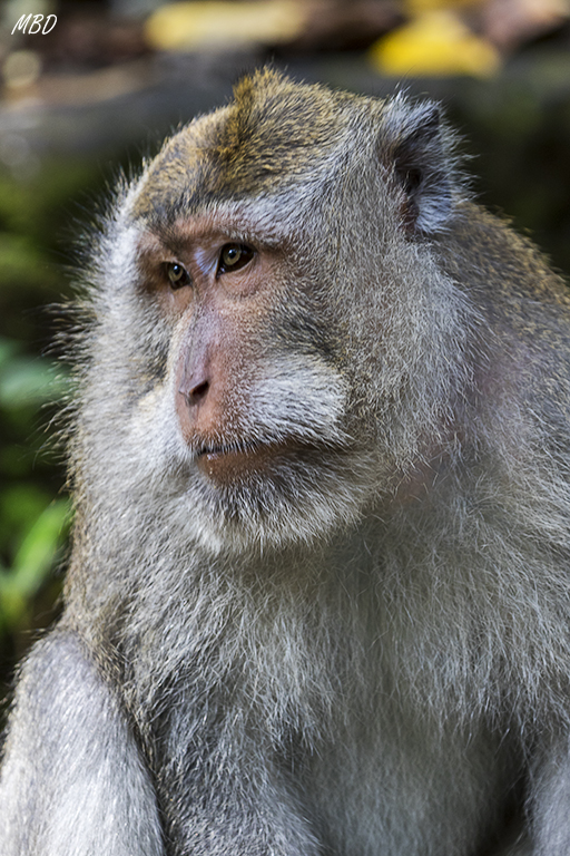 El bosque de los monos