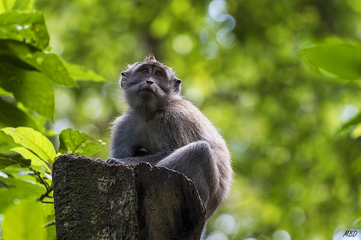 El bosque de los monos