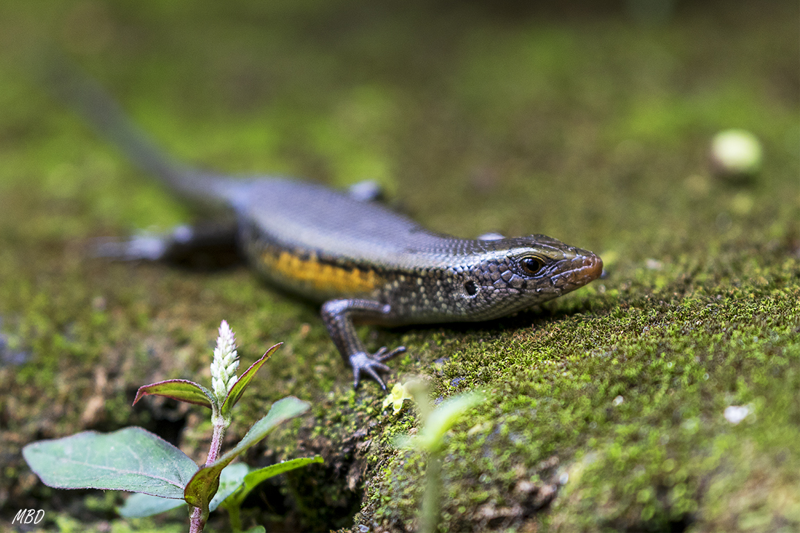 El bosque de los monos
