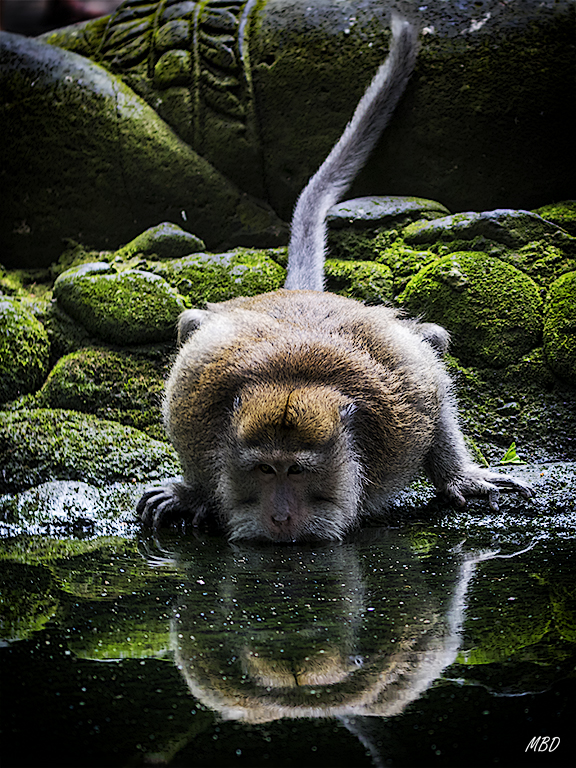 El bosque de los monos