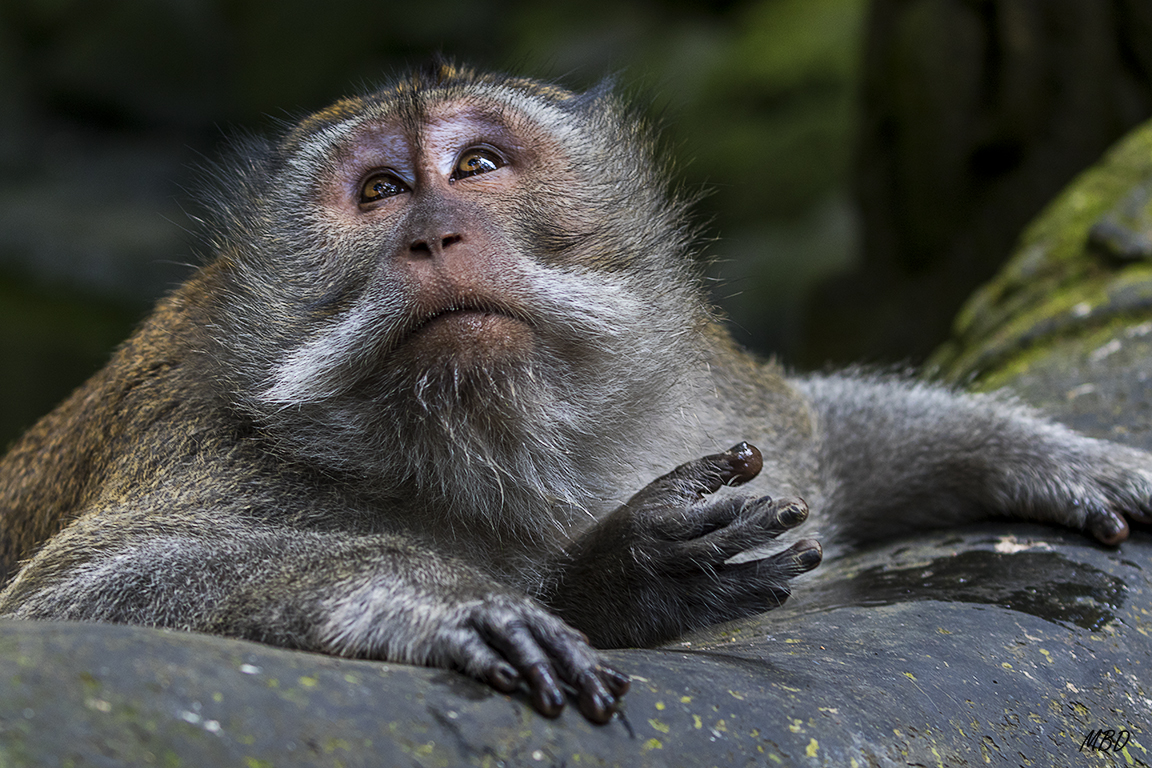 El bosque de los monos