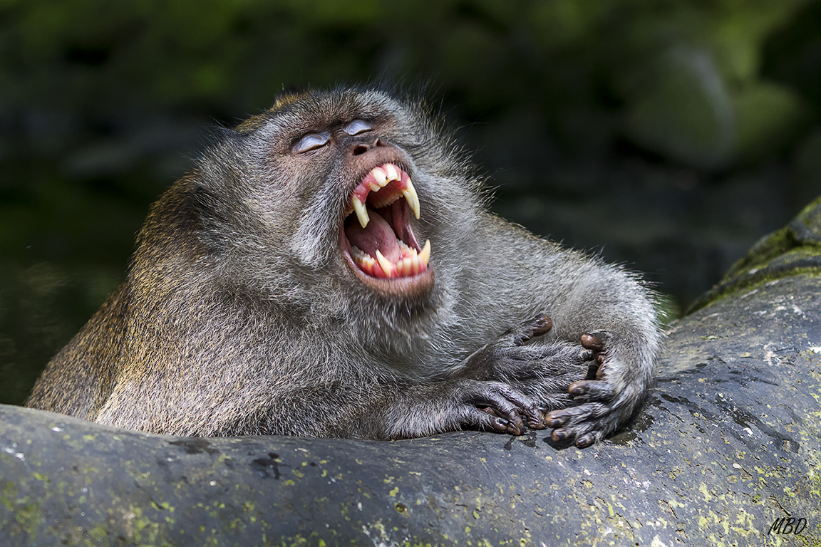 El bosque de los monos