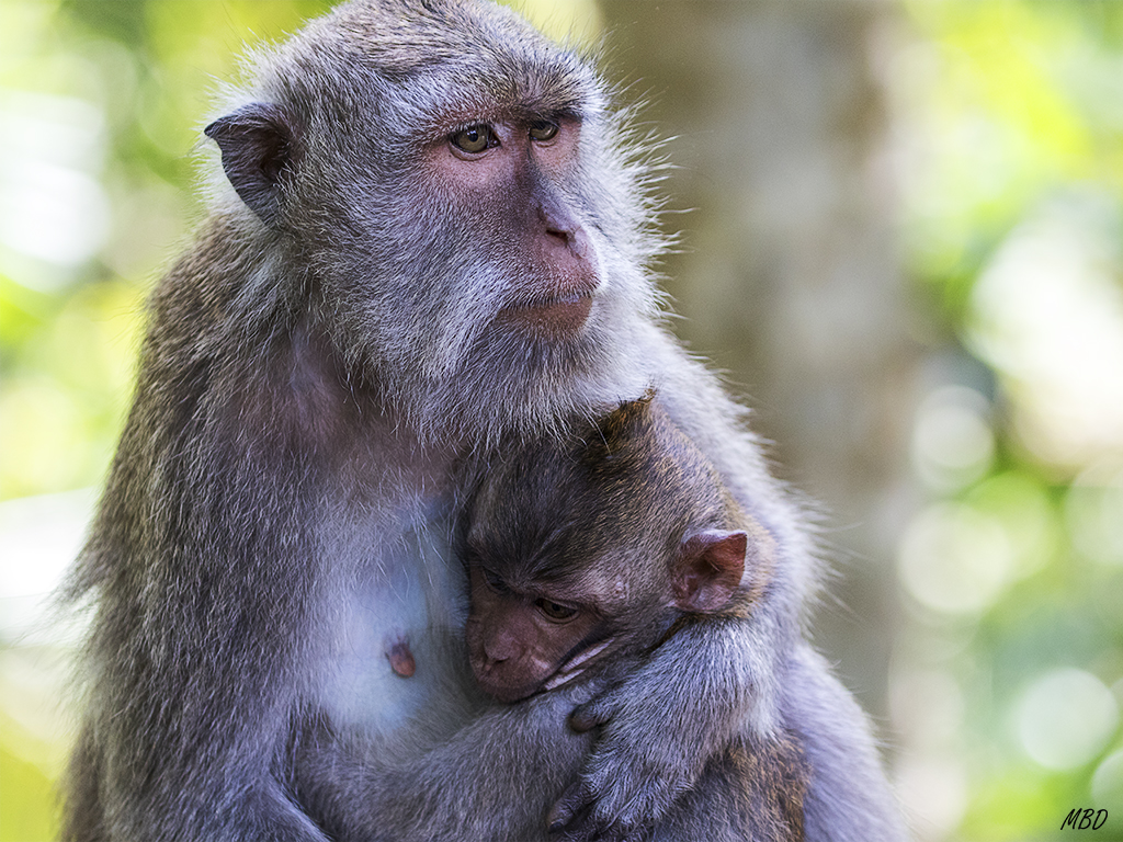 El bosque de los monos