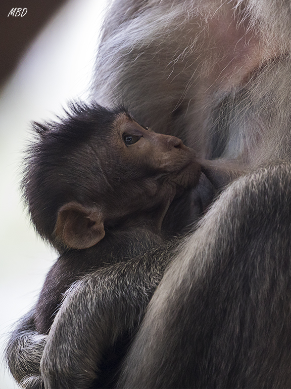 El bosque de los monos