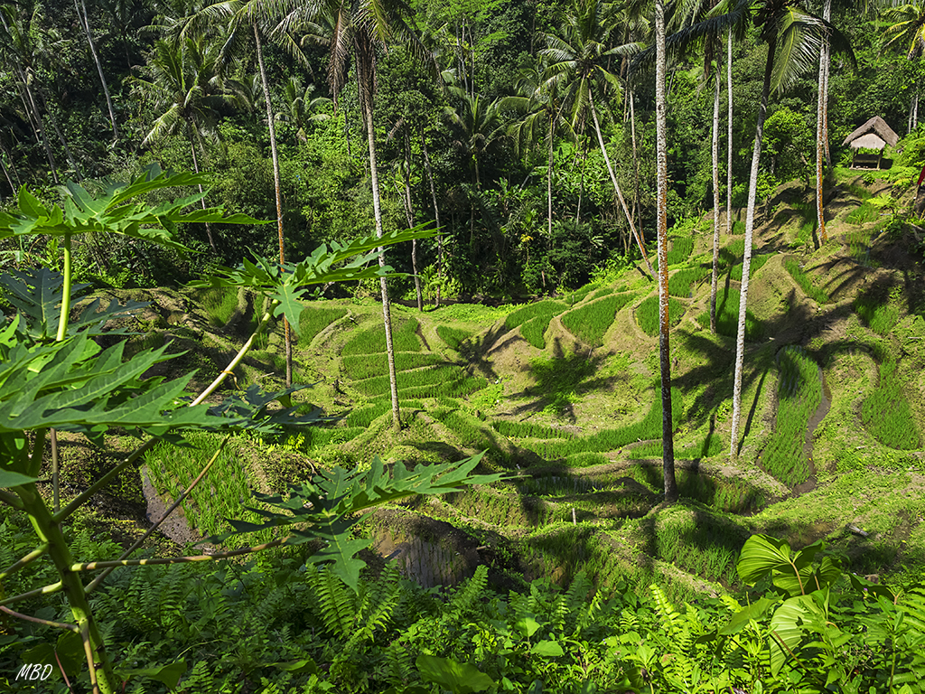 Curiosas sombras de las palmeras en los campos de arroz