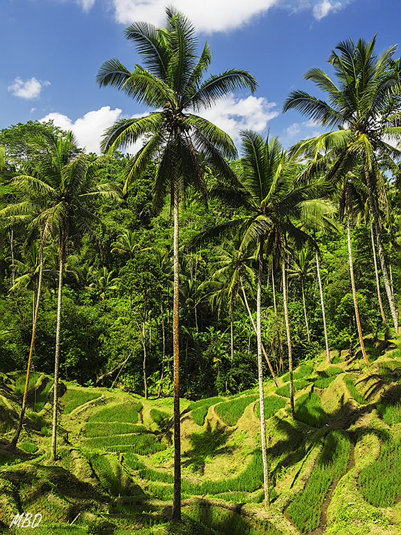 Curiosas sombras de las palmeras en los campos de arroz
