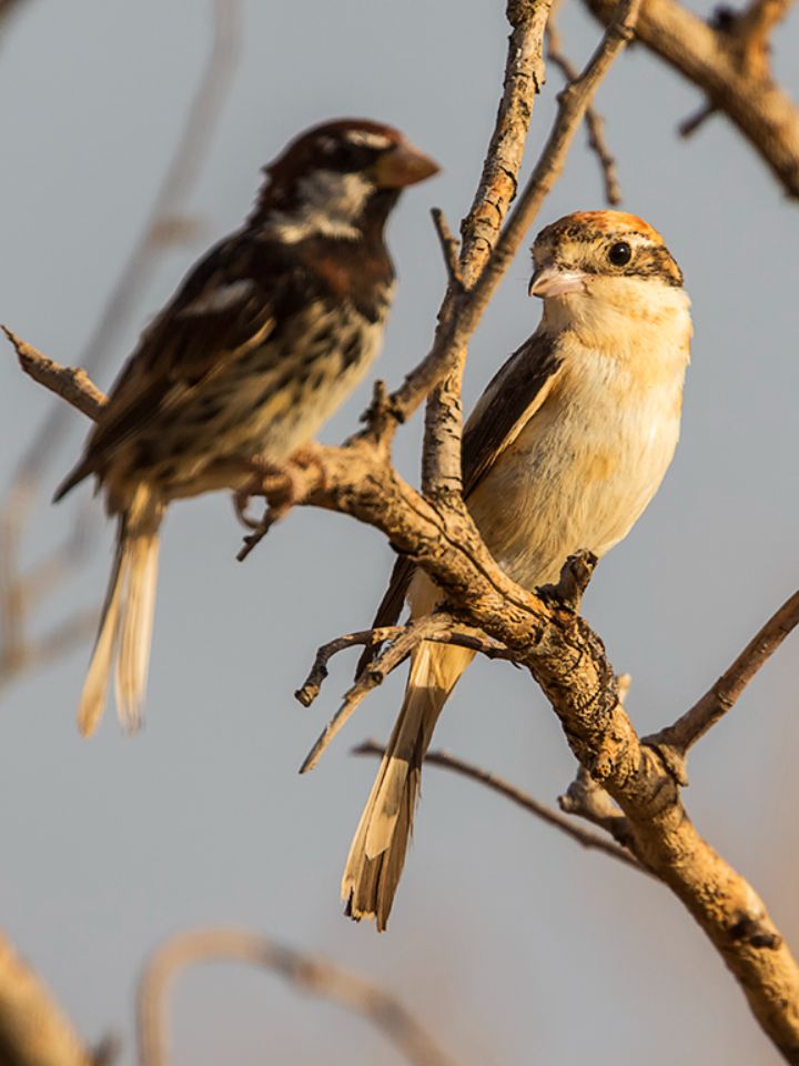 Alcaudón común y gorrión moruno