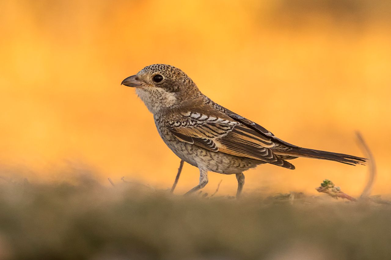 Juvenil de alcaudón común