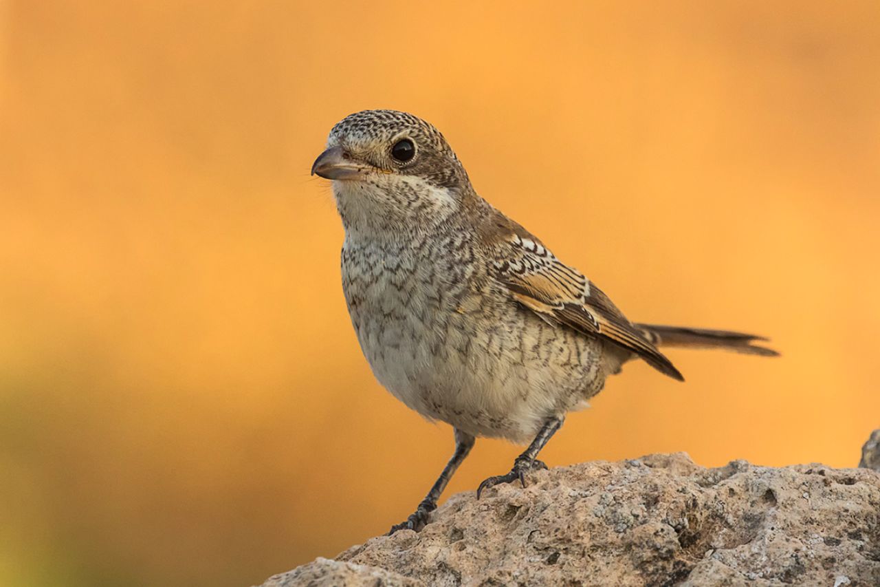 Juvenil de alcaudón común