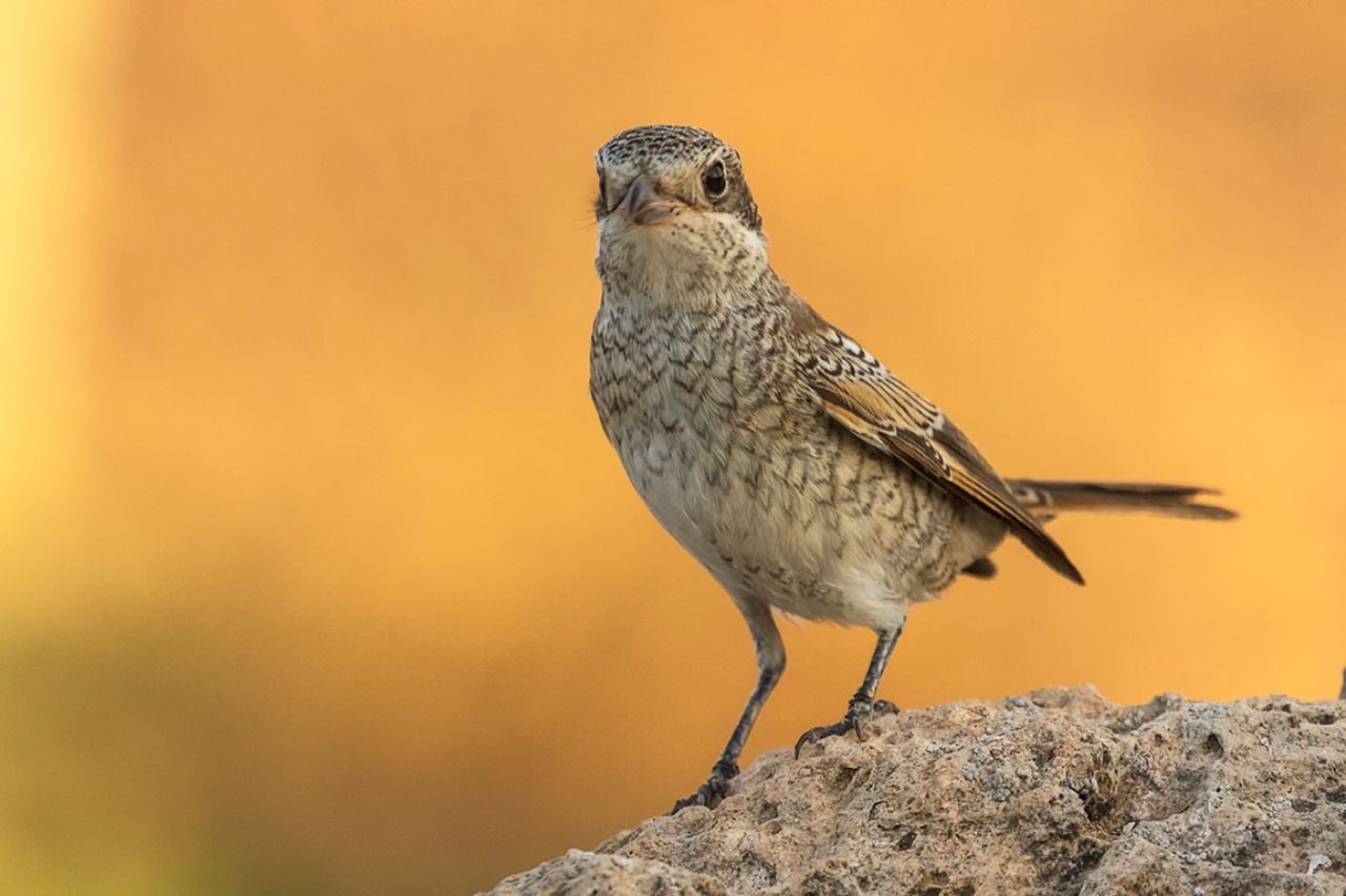 Juvenil de alcaudón común