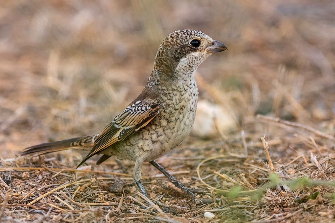 Juvenil de alcaudón común