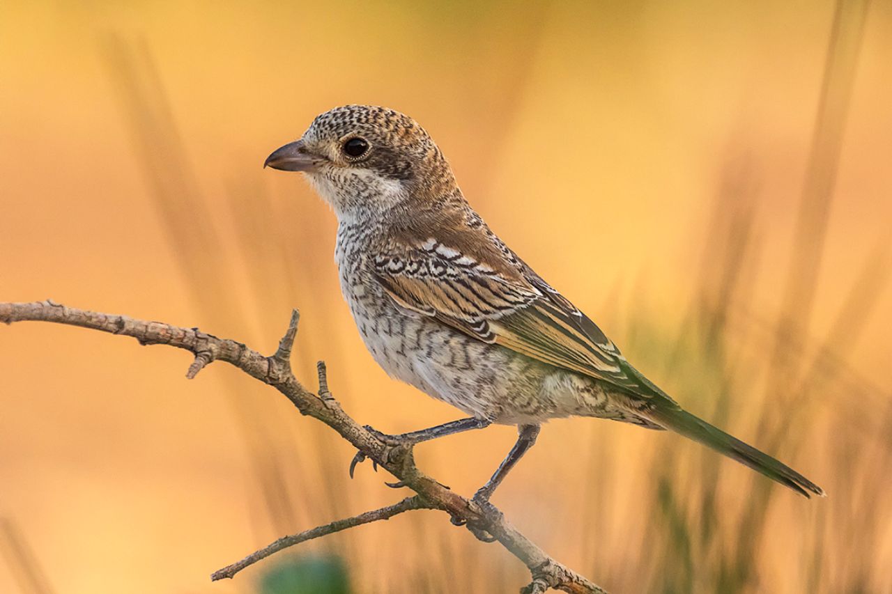 Juvenil de alcaudón común