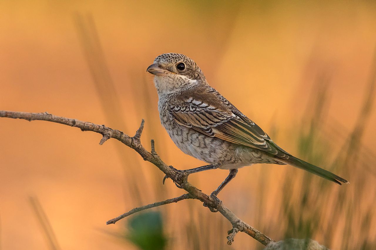 Juvenil de alcaudón común