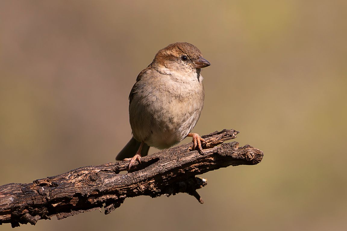 Gorrión común hembra