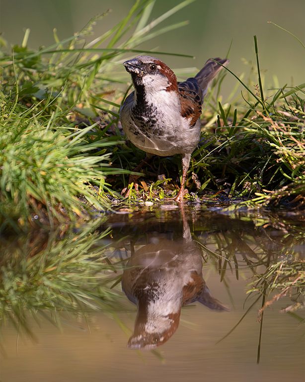 Gorrión común macho