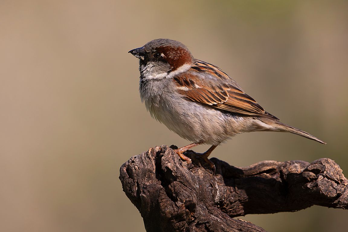 Gorrión común macho