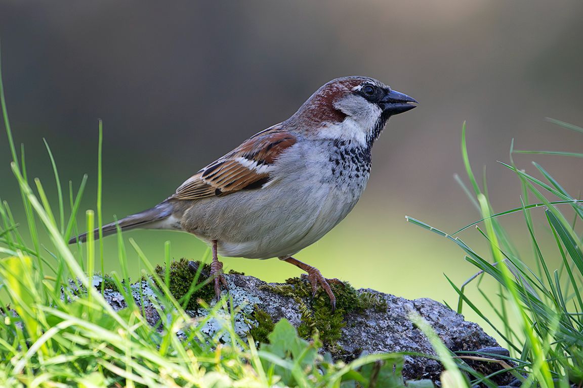 Gorrión común macho