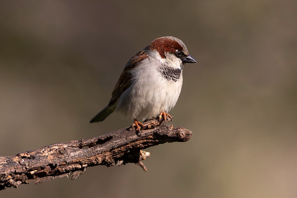 Gorrión común macho