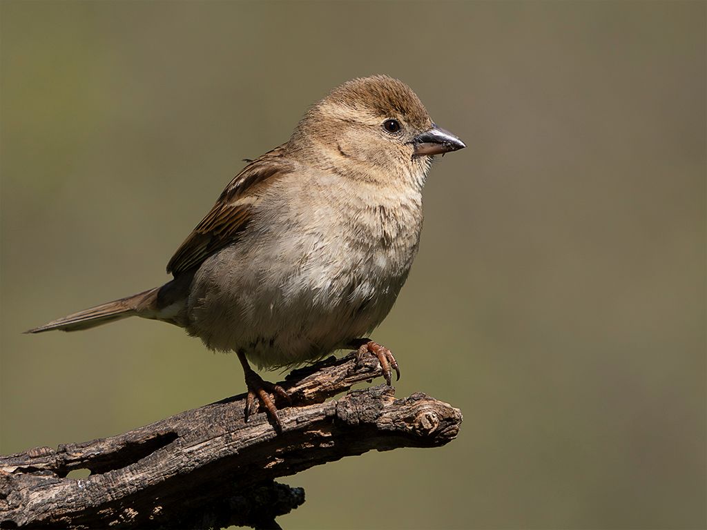 Gorrión común hembra