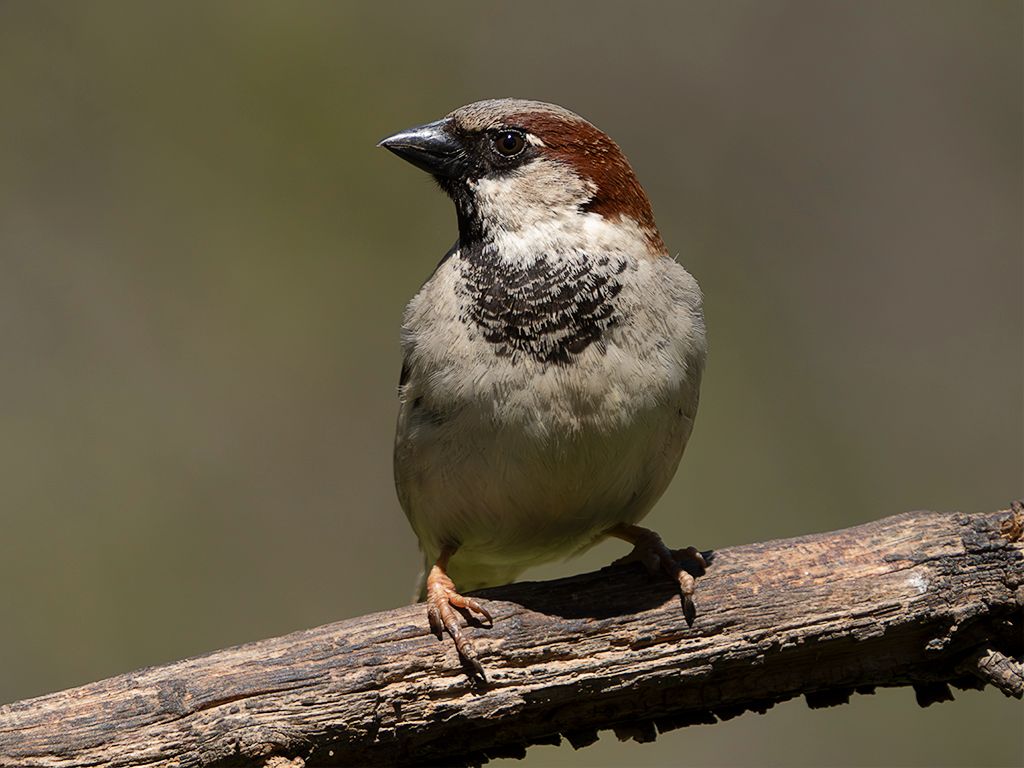 Gorrión común macho