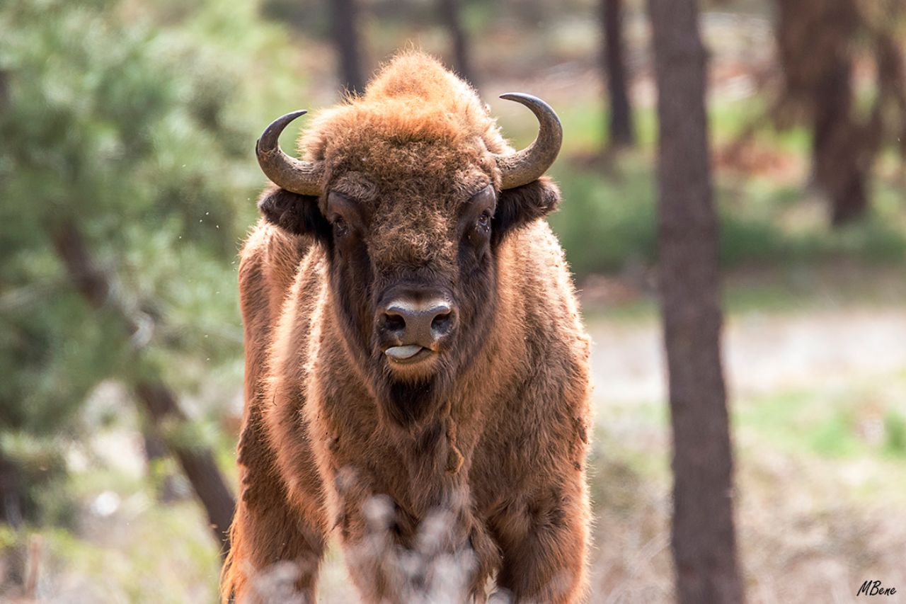 Parte de un programa de conservación