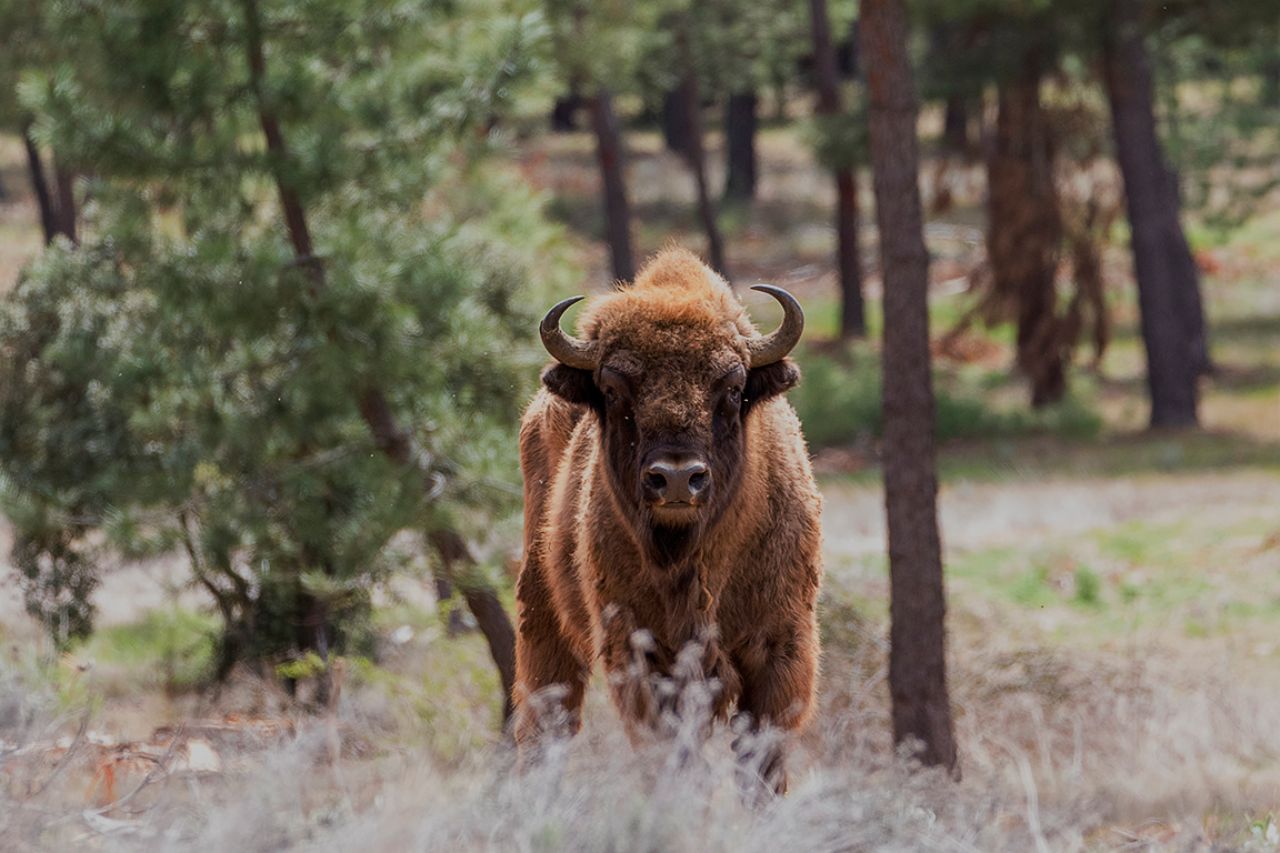 Parecen perfectamente aclimatados