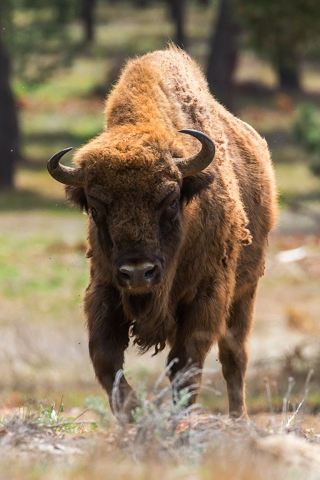 Su porte es tremendo
