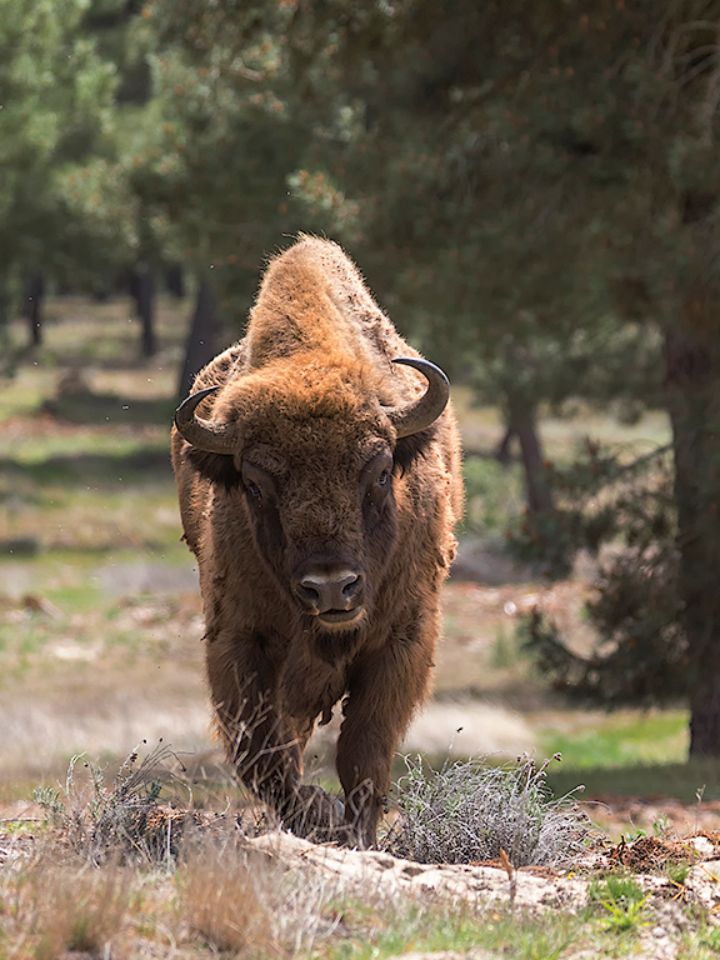 Su porte es tremendo