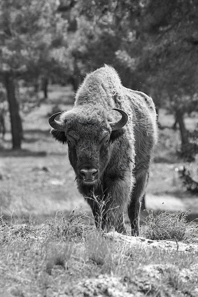 También el BN les sienta bien