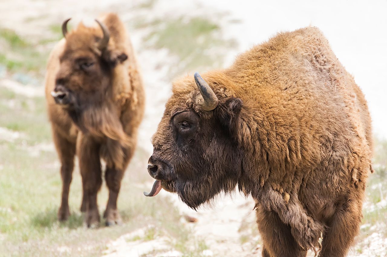 Los machos tratan de captar en el aire