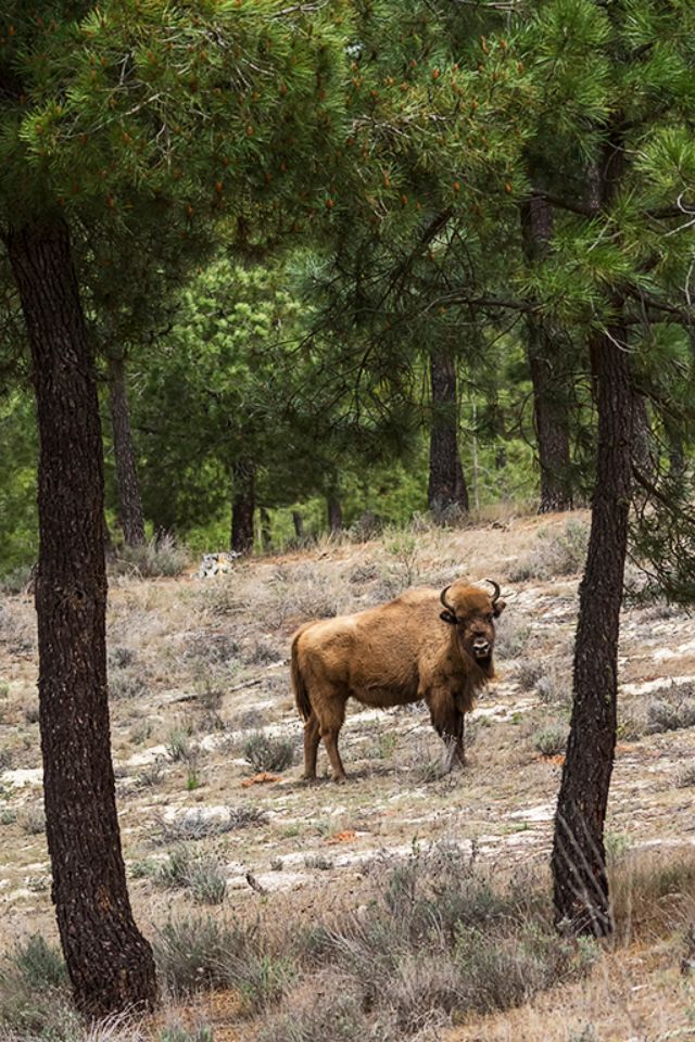 Enmarcado entre pinos
