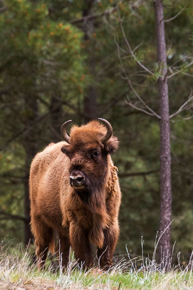 Pero seguros de sí mismos