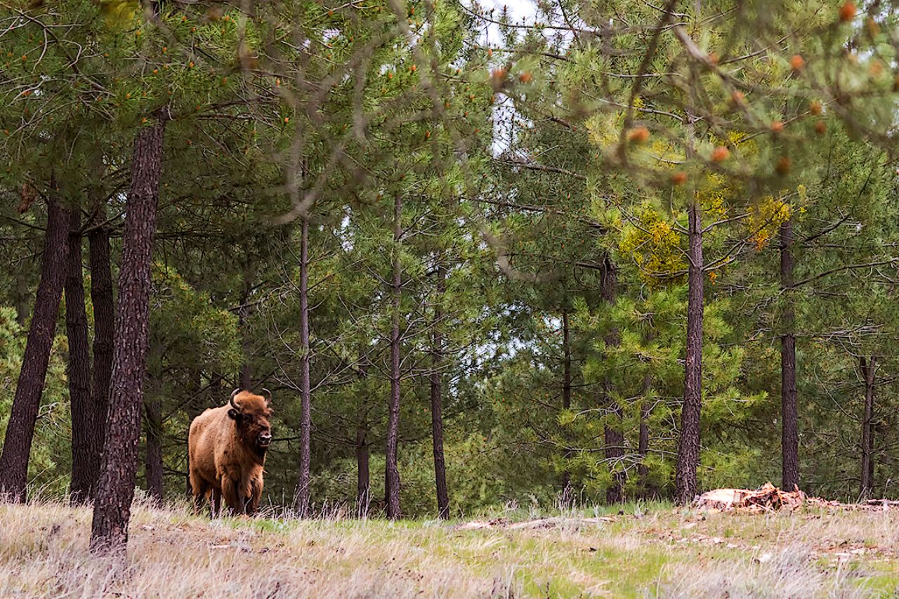 Busco encuadres abiertos también