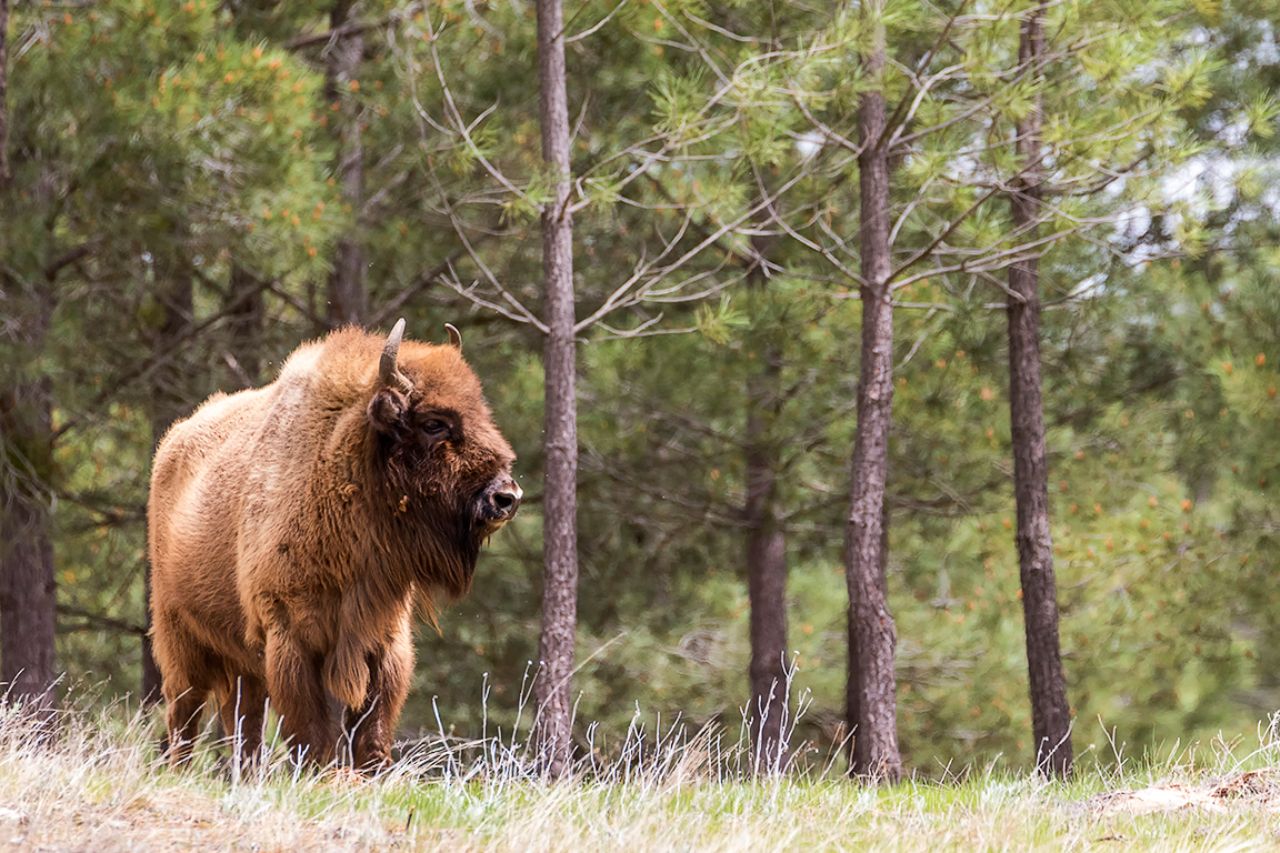 Se diría que estamos en Polonia