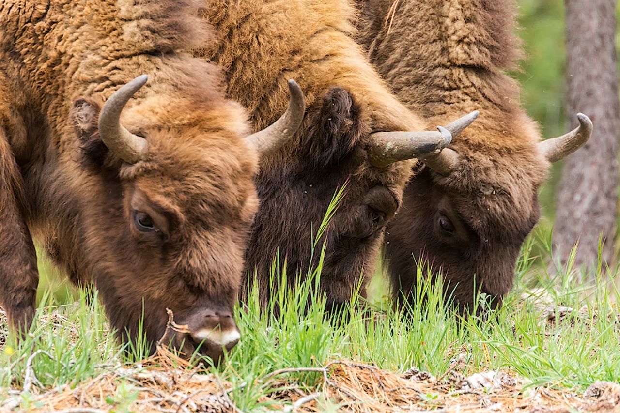 Imágenes de grupo también