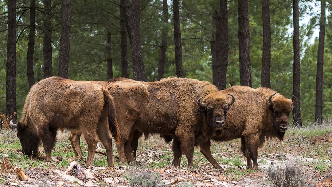 Imágenes de grupo también