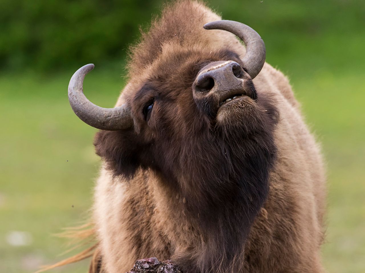 El placer de rascarse