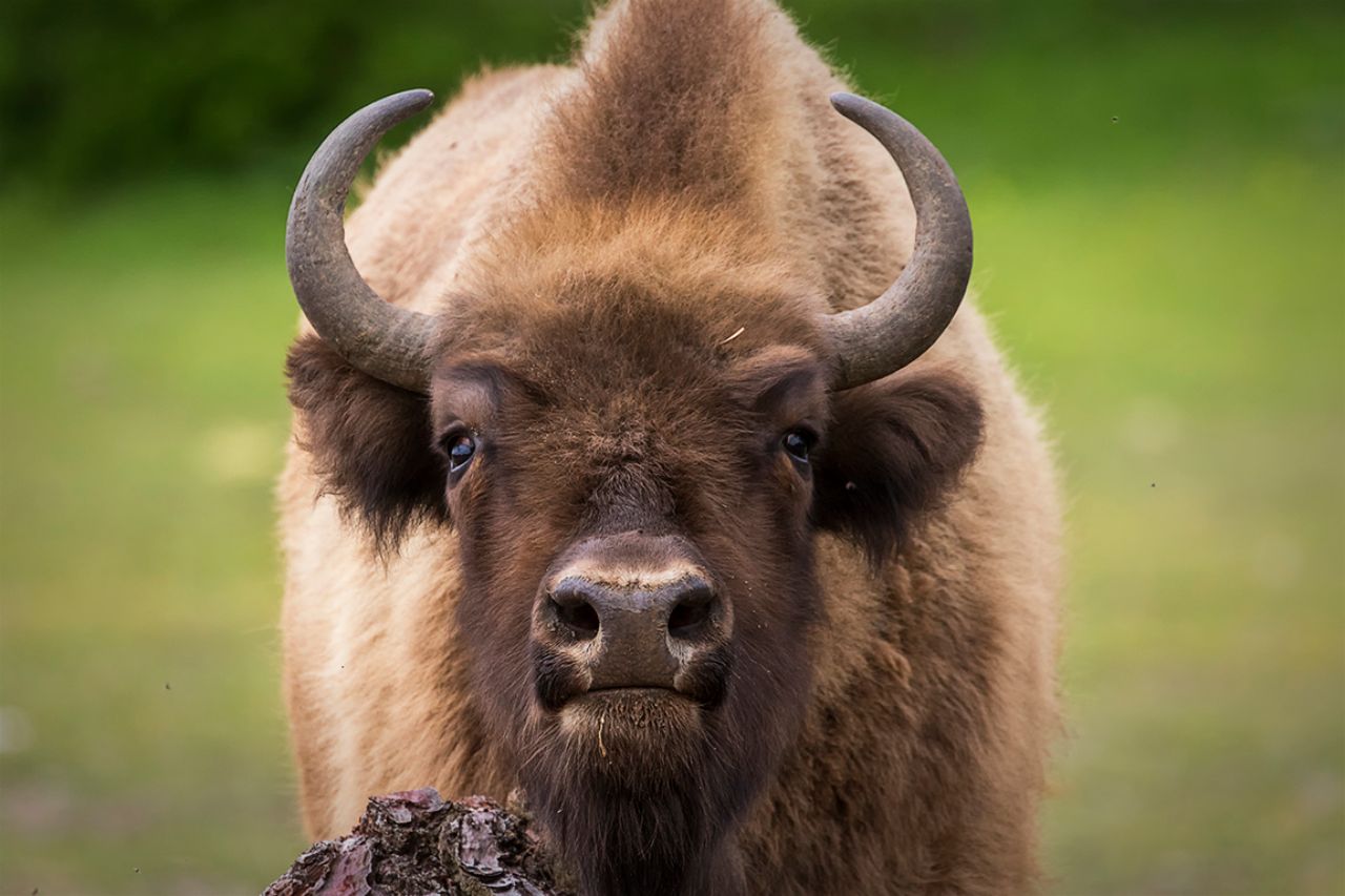 El placer de rascarse