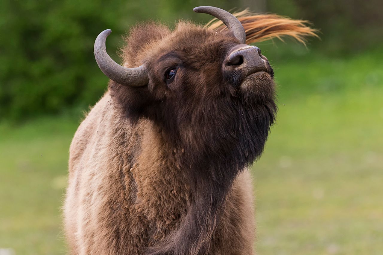 El placer de rascarse