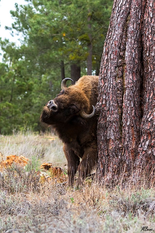 El gran macho rascándose