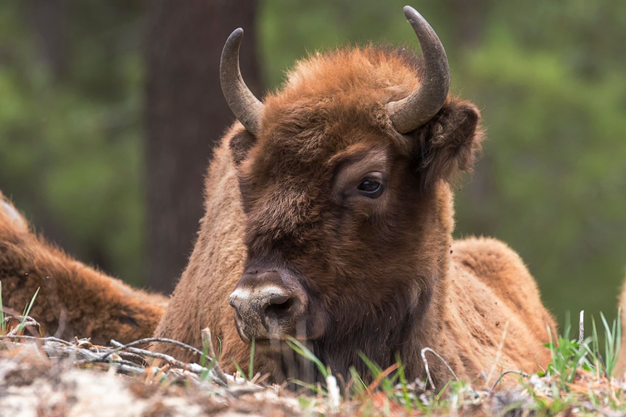 Sin cansar al modelo