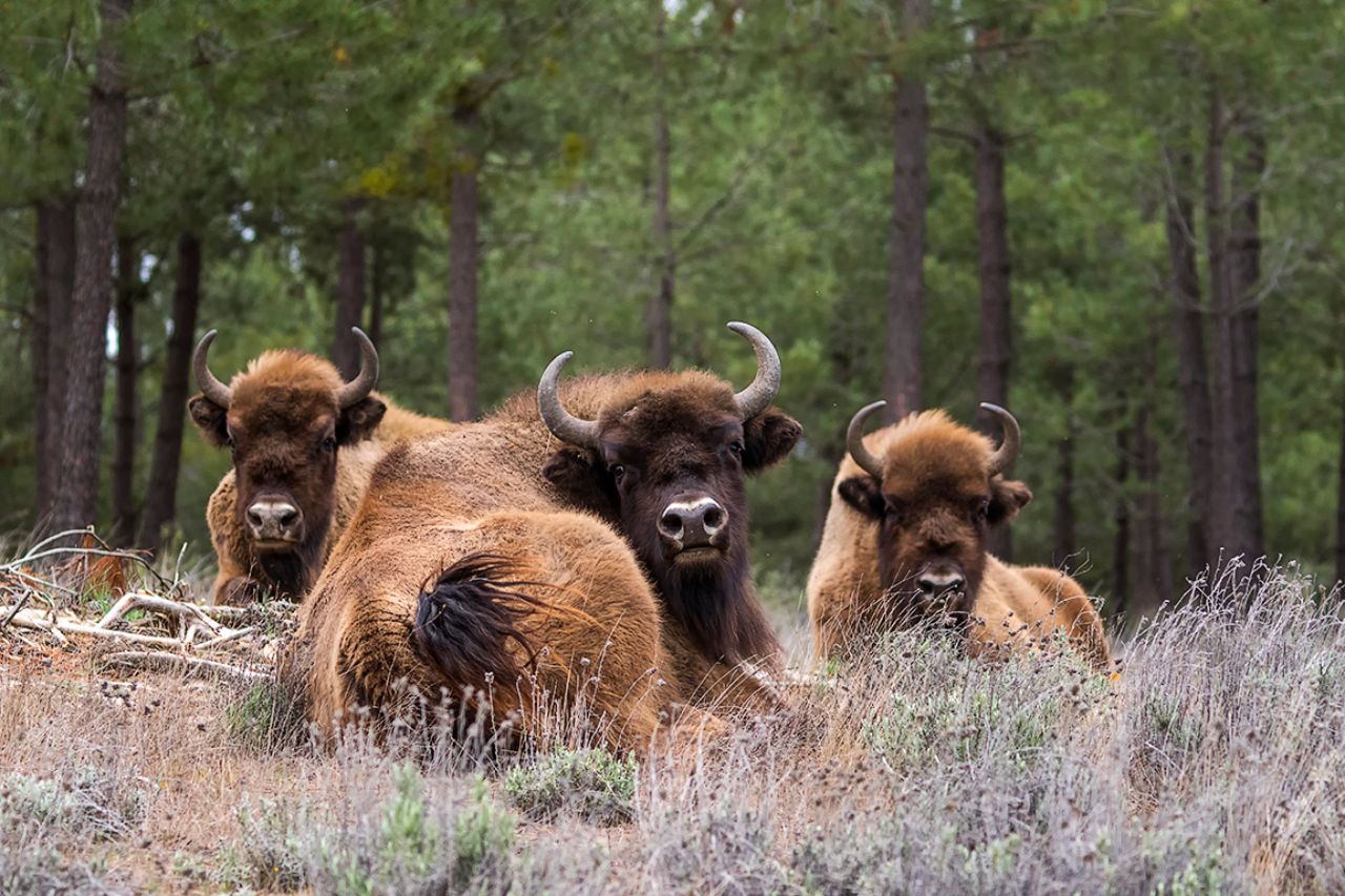Una sorpresa verlos en el pinar
