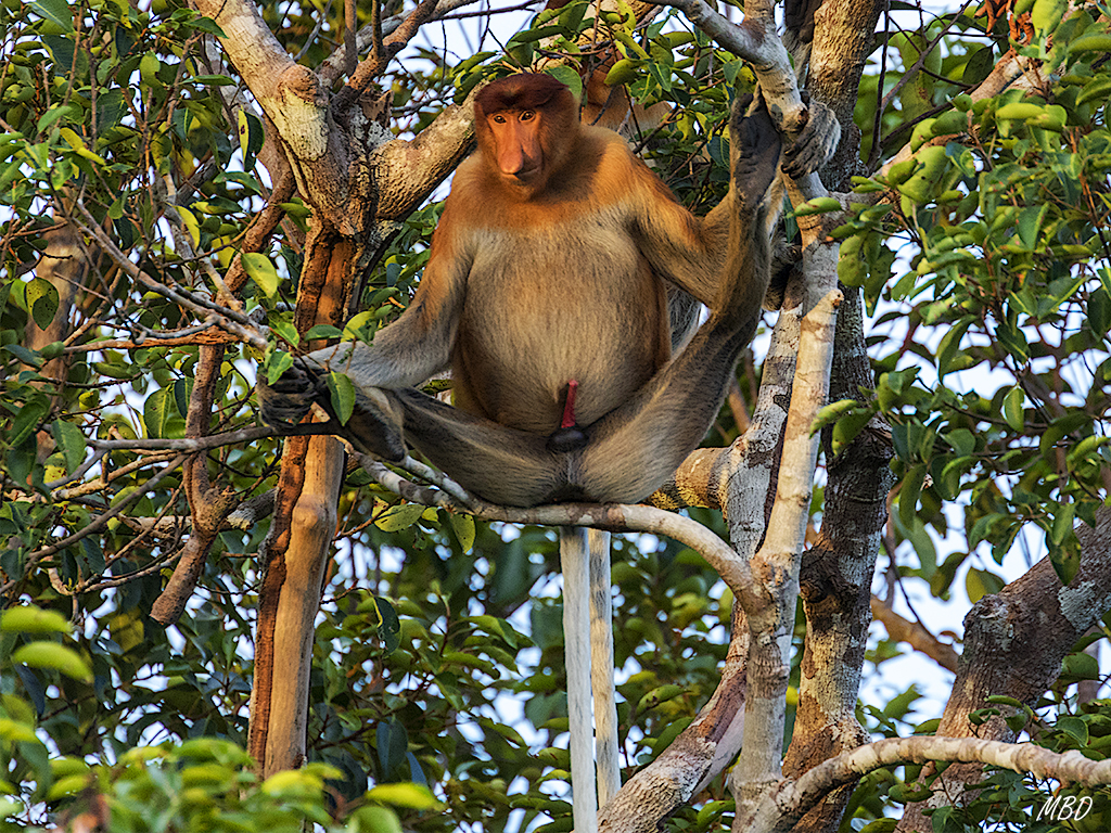 Sus órganos sexuales le señalan como macho alfa