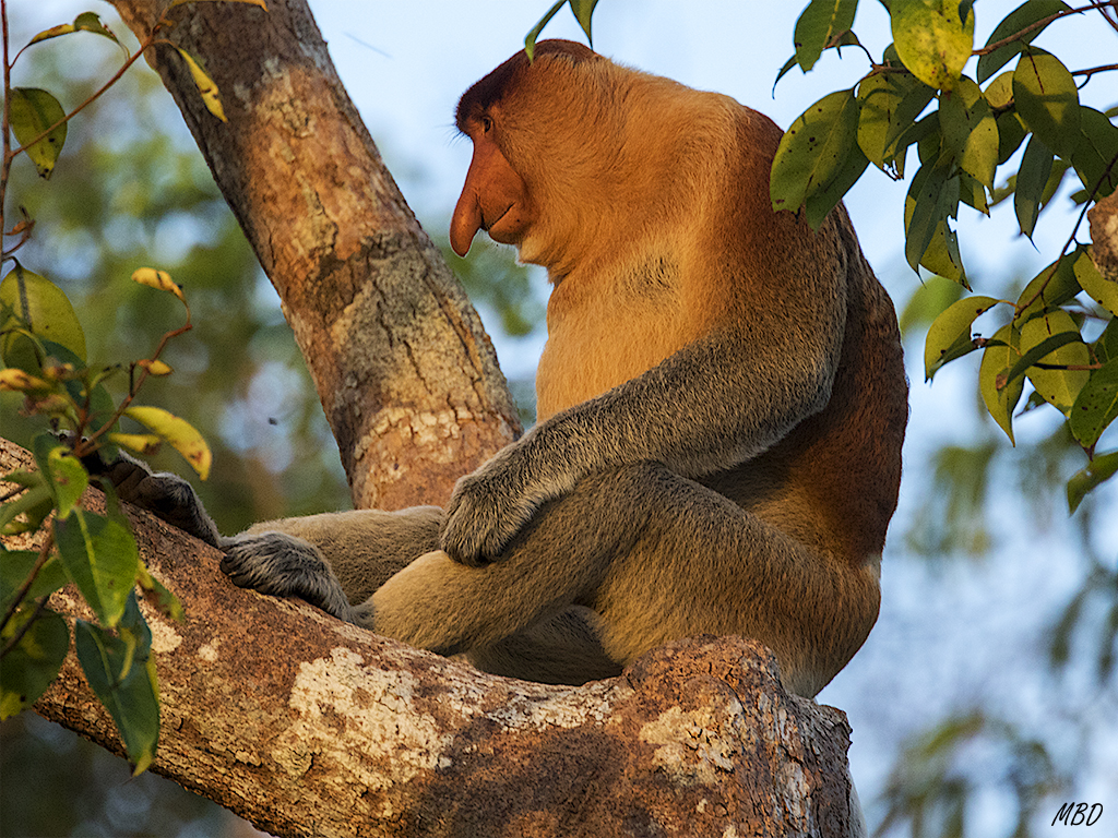Por qué los llamarán narigudos?