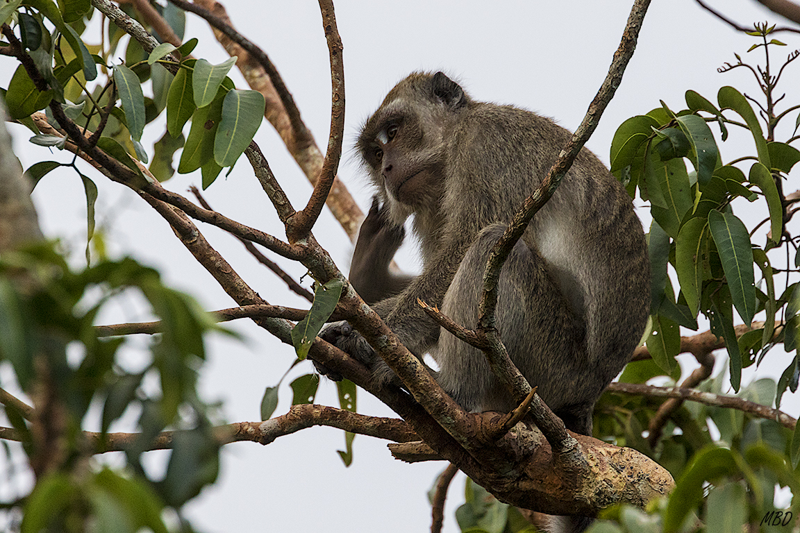 Los macacos también se dejaban ver