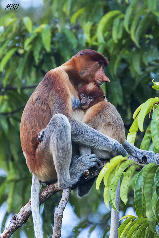 Ternura de la hembra con su cría